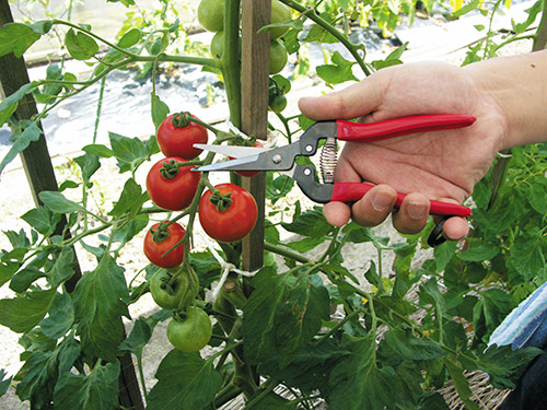 Best-Vegetable-Harvesting-Tools